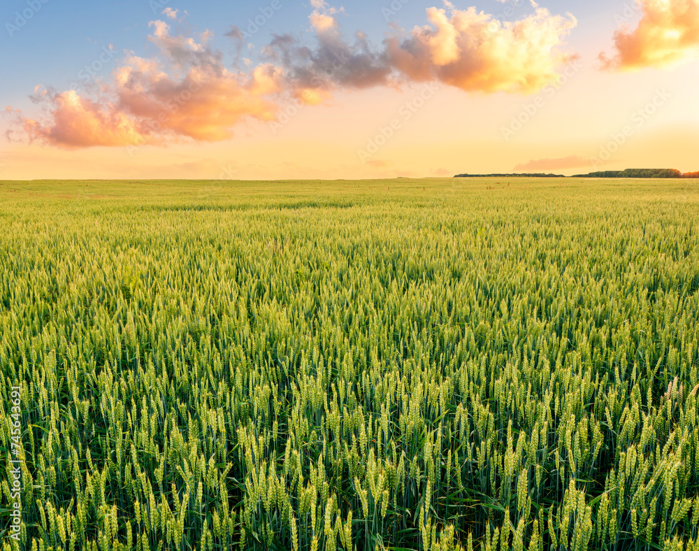 panoramic view at beautiful spring sunset in a green shiny field with green wheat and golden sun rays, deep blue cloudy sky on a background