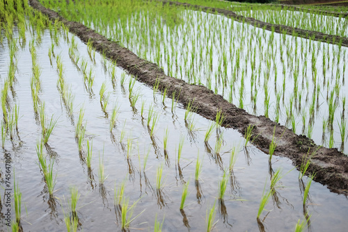 Landscape on terraced newly planted paddy rice fields on mountain with foggy in the countryside  Chiangmai Province of Thailand. Travel in greenery tropical rainy season concept