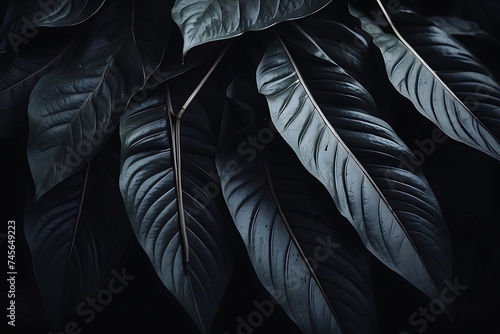 Tropical monstera leaves in dark tone. Abstract background.
