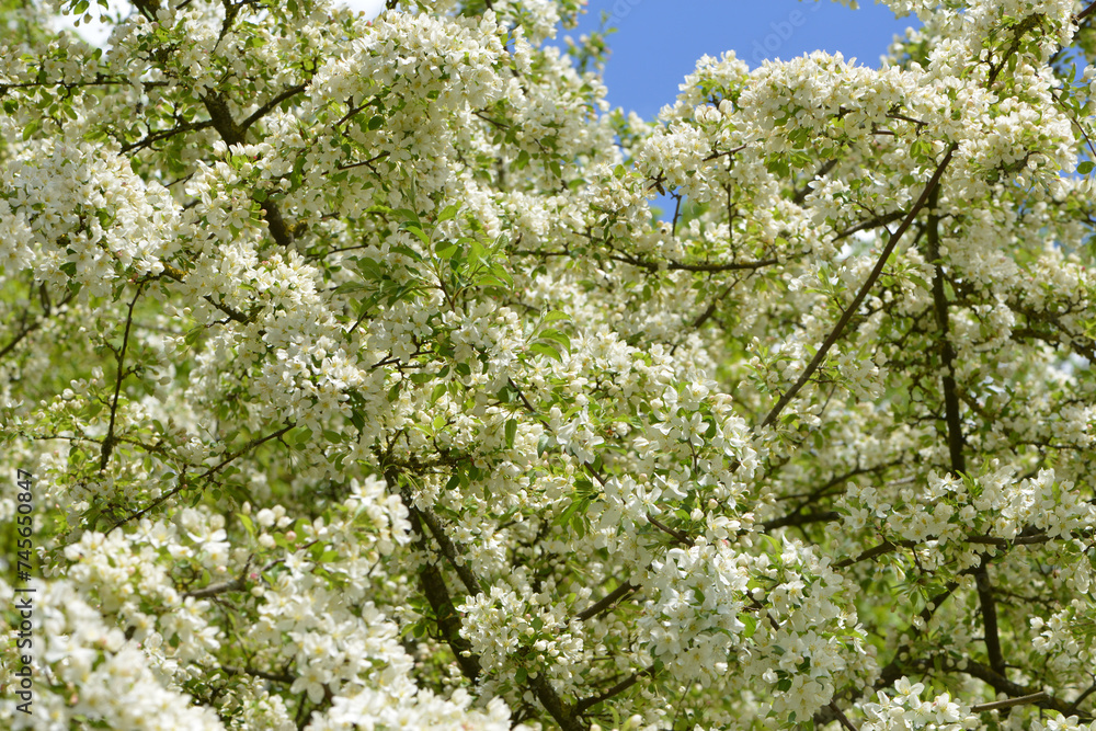 Äpfel, Zierapfel, Wildapfel, Malus Hillieri Äpfel, Zierapfel, Wildapfel, Malus Hillieri