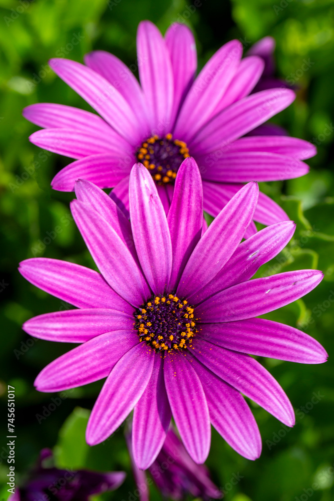 Osteospermum Asteraceae familyasına bağlı bir cinstir. Osteospermum Asteraceae familyasına bağlı bir cinstir.