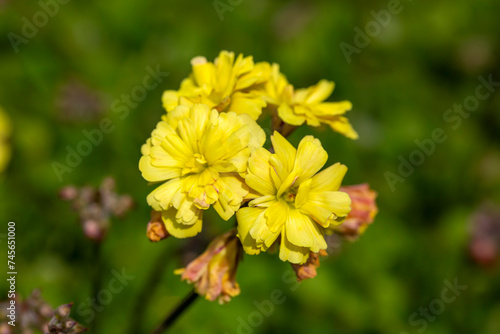 Double yellow flowered Oxalis compressa photo