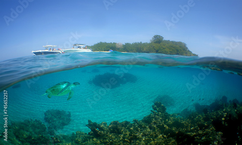 a green sea turtle swimming on a reef in Venezuela © gustavo