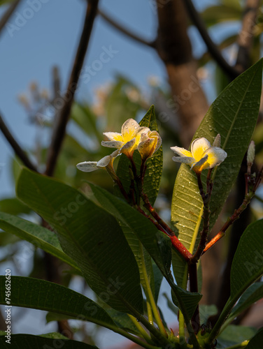 Photos of water droplets on plumeria flowers on the tree.