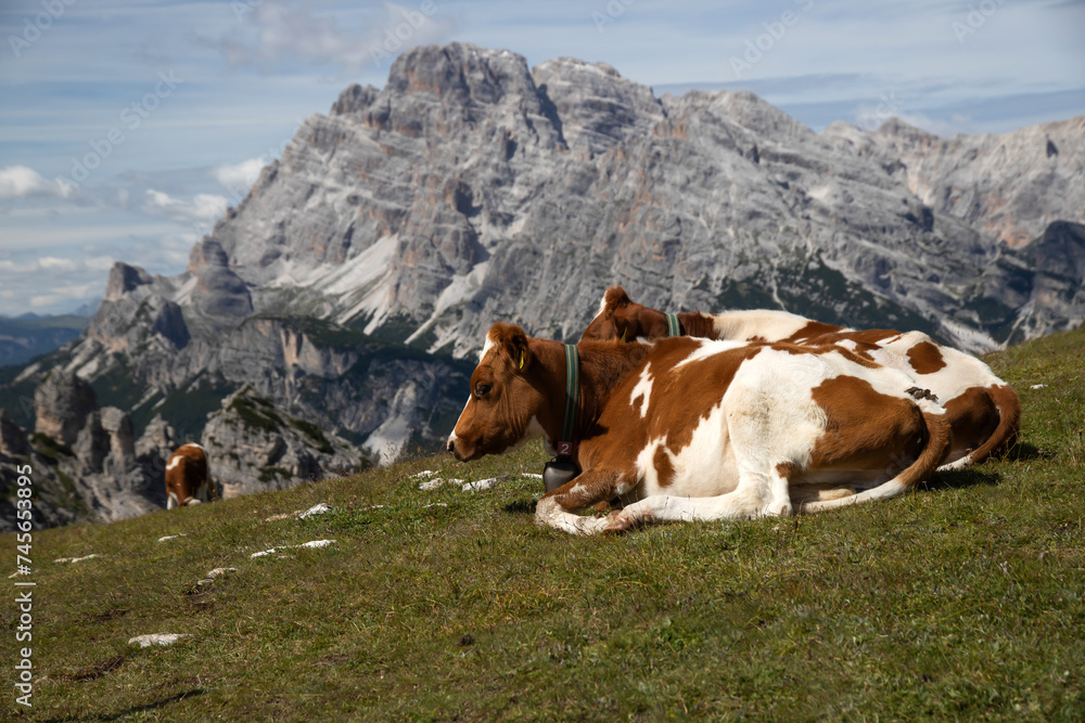 Cos in the Dolomites, grazing on beautiful green meadow. Scenery from Tre Cime. Cos in the Dolomites, grazing on beautiful green meadow. Scenery from Tre Cime.