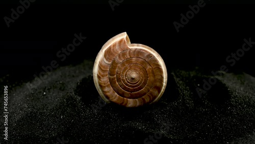 Conus Figulinus Seashell on a black sand 4K photo