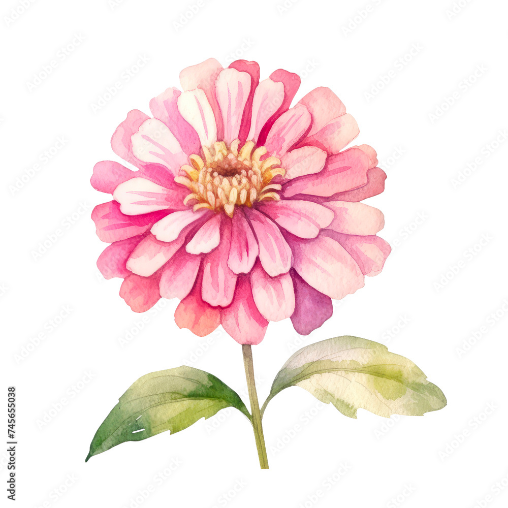 Watercolor flowers of Gerbera flower isolated on white background. Watercolor flowers of Gerbera flower isolated on white background.