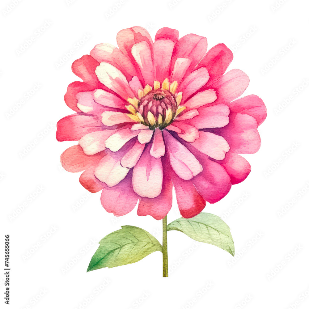 Watercolor flowers of Gerbera flower isolated on white background. Watercolor flowers of Gerbera flower isolated on white background.