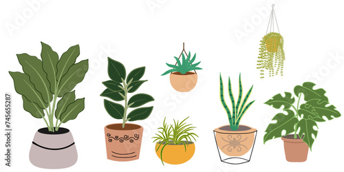 Indoor plants in pots collection on white background. Set vector of hanging plants, snake pant, ivy, rubber plant in brown ceramic clay