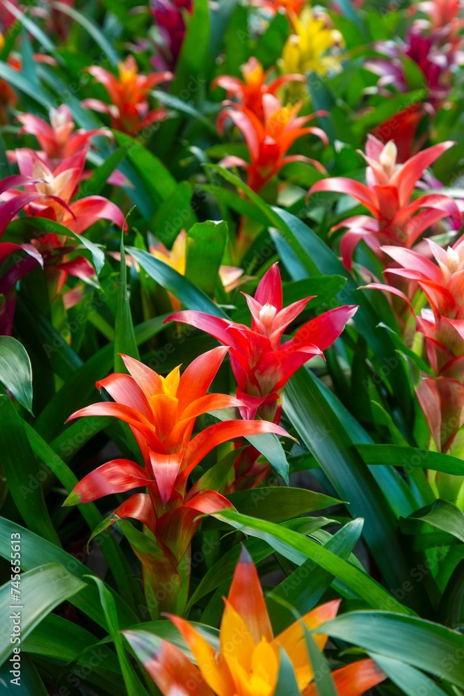 Blossom of Guzmania Bromelia. Sale. Pot plants, indoor plants, tropical plants. Blossom of Guzmania Bromelia. Sale. Pot plants, indoor plants, tropical plants.