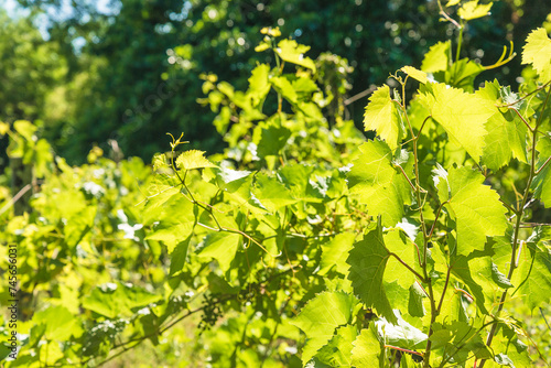 Fototapeta Naklejka Na Ścianę i Meble -  Close up for young green vine plants on sunny day