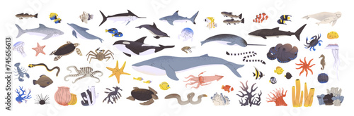 Underwater animals set. Different undersea fishes, algaes. Sea wildlife. Ocean fauna, water nature. Shark, killer whale, octopus, dolphin. Flat isolated vector illustrations on white background
