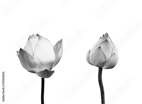 Black lotus flower on a white background