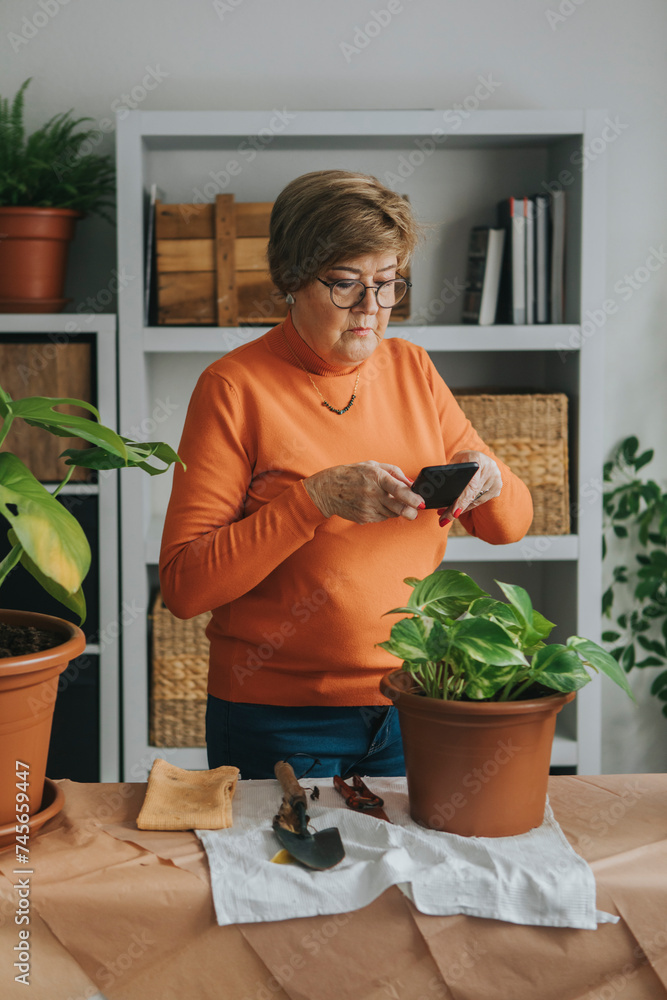 Senior woman clicking photo of Pothos plant through smart phone at home Senior woman clicking photo of Pothos plant through smart phone at home