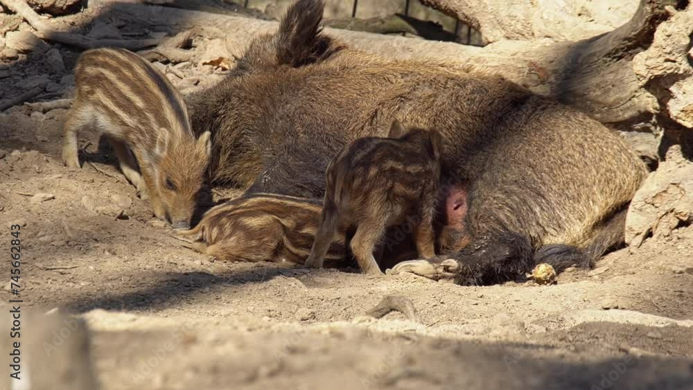 sweet Wild boar family (Sus scrofa) lies in a dusty forest and breastfeeds the young piglets, Erfurt, Thuringia, Germany, Europe sweet Wild boar family (Sus scrofa) lies in a dusty forest and breastfeeds the young piglets, Erfurt, Thuringia, Germany, Europe