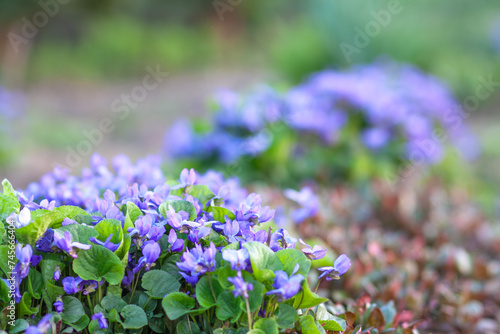 violet bush on a blurred background