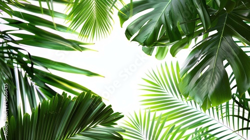 Palm leaves isolated on white background. Tropical palm leaves top view or flat lay.  © usman