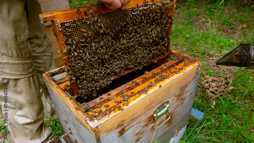 Apiculture or beekeeping concept photo. Honeycomb removed from beehive