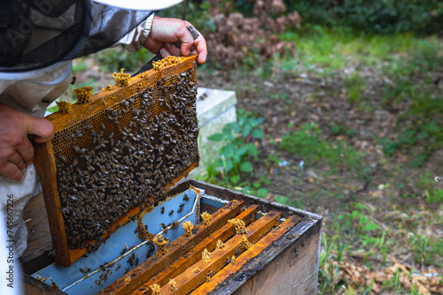 Apiarist or beekeeper removes a frame of honeycomb from beehive. © senerdagasan