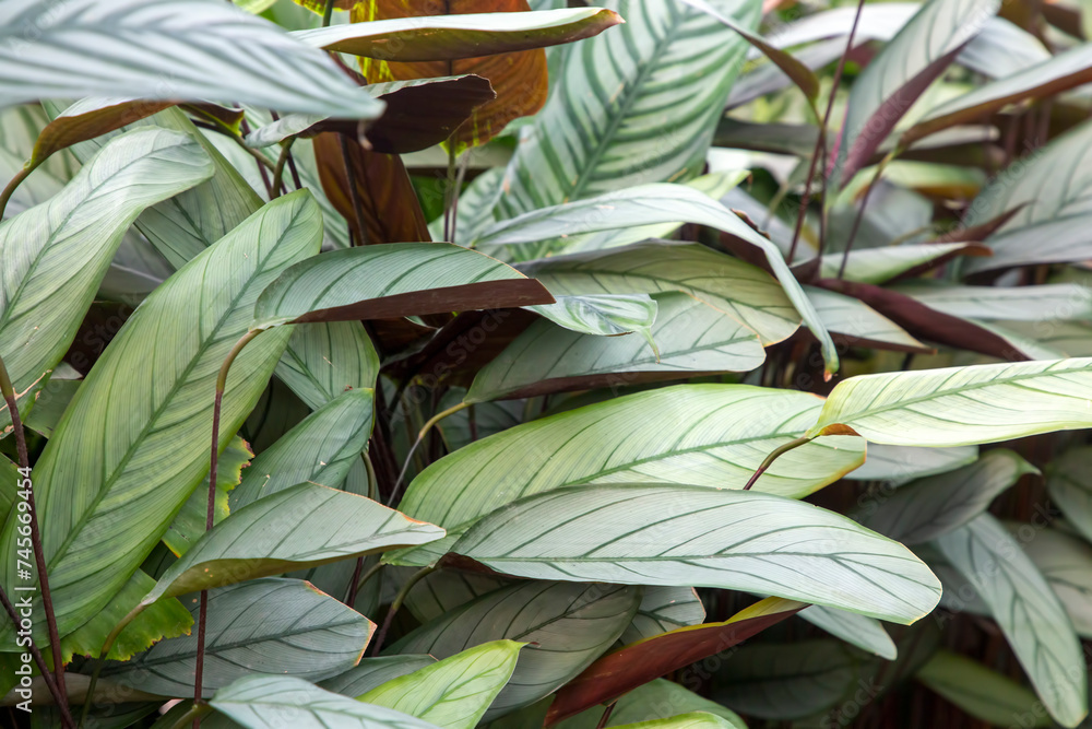 Exotic Ctenanthe Setosa Grey Star plant leaves with silver hue and dark leaf veins.