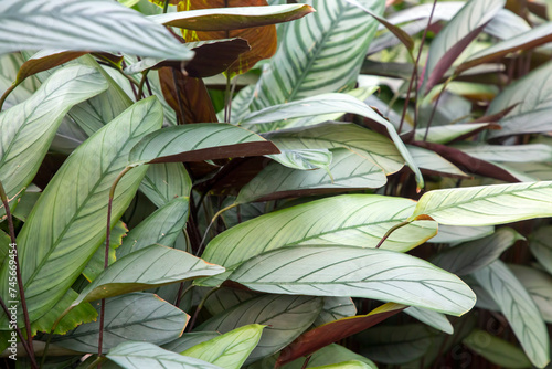 Exotic Ctenanthe Setosa Grey Star plant leaves with silver hue and dark leaf veins. photo