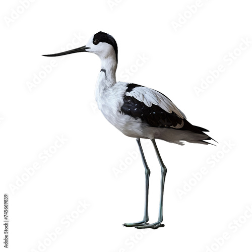 pied avocet isolated on transparent background, png photo