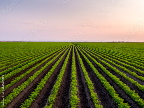 Serbia, Vojvodina Province, Drone view of vast green carrot field at dawn photo