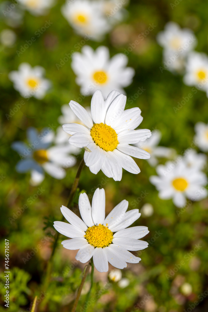 Anthemis cotula, also known as stinking chamomiles - white daisy Anthemis cotula, also known as stinking chamomiles - white daisy