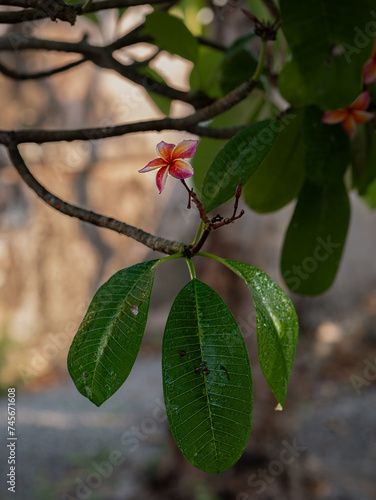 Photos of one plumeria flower and green leaves on branch.