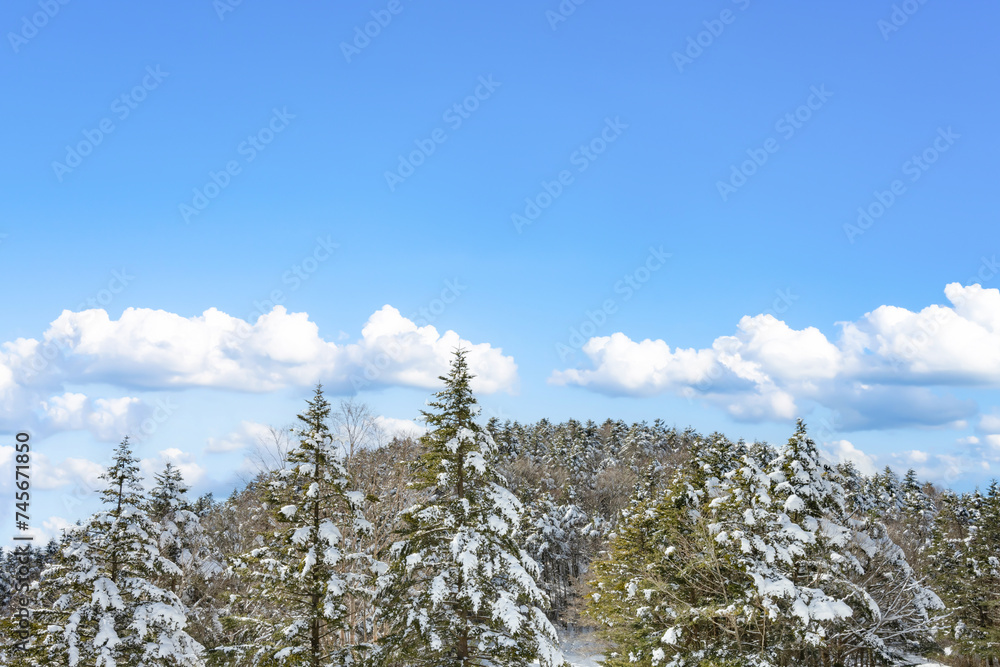 静岡県裾野市水ヶ塚公園　モミの木と積雪の風景