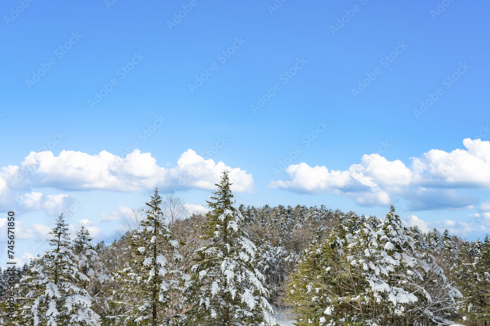 静岡県裾野市水ヶ塚公園 モミの木と積雪の風景 静岡県裾野市水ヶ塚公園 モミの木と積雪の風景