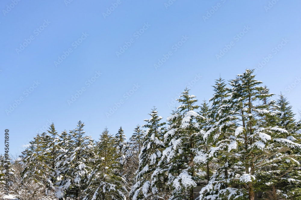 静岡県裾野市水ヶ塚公園　モミの木と積雪の風景