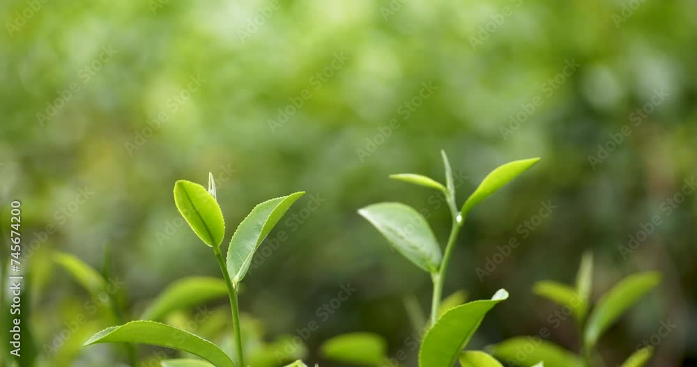 Green tea tree leaves camellia sinensis in organic farm sunlight. Fresh young tender bud herbal farm on summer morning. Sunlight Green tea tree plant. Close up Tree tea plant green nature in morning Green tea tree leaves camellia sinensis in organic farm sunlight. Fresh young tender bud herbal farm on summer morning. Sunlight Green tea tree plant. Close up Tree tea plant green nature in morning