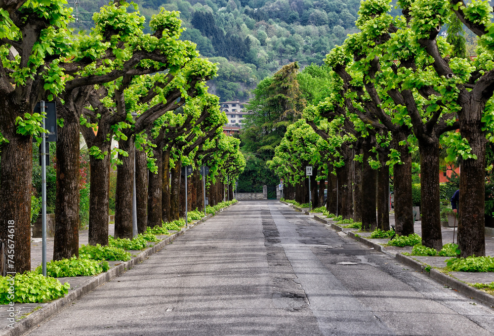 Porlezza, Province of Como, Lombardy, Italy, Europe - resort on Lake Lugano shore in Bergamo Alps, plane trees along the road on both sides, spring Porlezza, Province of Como, Lombardy, Italy, Europe - resort on Lake Lugano shore in Bergamo Alps, plane trees along the road on both sides, spring