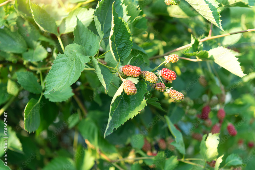 Ripe mulberry berries on a branch with leaves in the garden on a sunny summer day. Space for text. Ripe mulberry berries on a branch with leaves in the garden on a sunny summer day. Space for text.