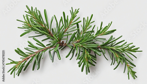 Rosemary branches and leaves isolated on white background with clipping path  close-up  collection