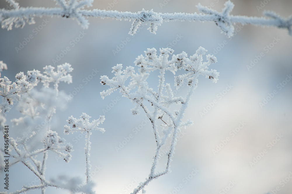delicate openwork dried flowers in white fluffy frost and barbed wire on a natural frosty background.
