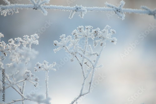 delicate openwork dried flowers in white fluffy frost and barbed wire on a natural frosty background.  © Ann Stryzhekin