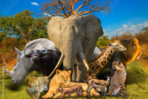 Big Five and wild african animals collage in Baobab tree in Musina Nature Reserve, one of the largest collections of baobabs in South Africa. Safari game drive. Wallpaper background © bennymarty
