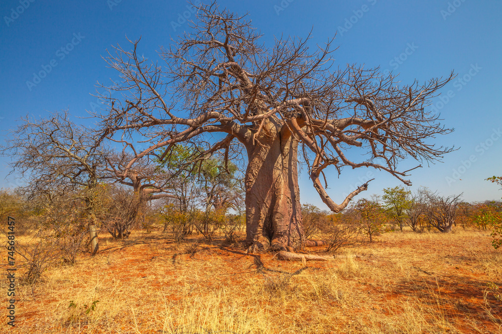 Baobab tree in Musina Nature Reserve, one of the largest collections of baobabs in South Africa. Game drive in Limpopo Game and Nature Reserves. Sunny day with blue sky.