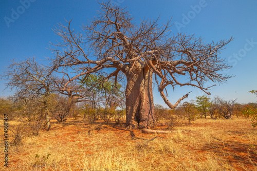 Fotografija Baobab tree in Musina Nature Reserve, one of the largest collections of baobabs in South Africa