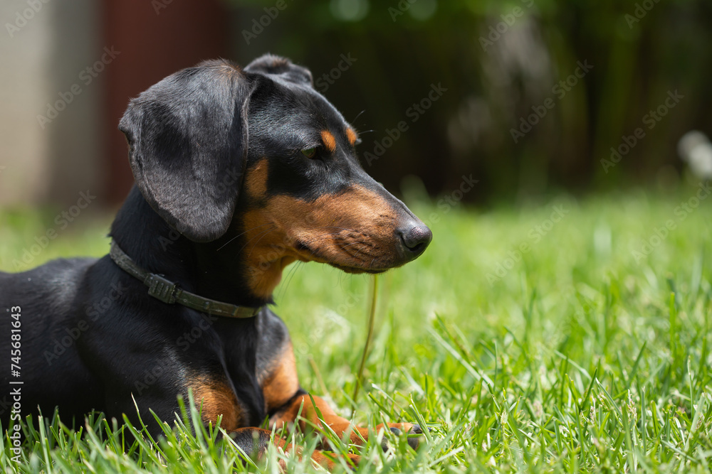 A cute dachshund in a  lush spring garden