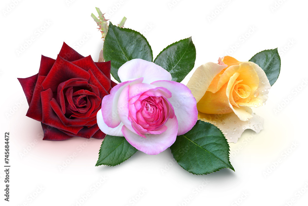 Fototapeta premium Blumen 1490