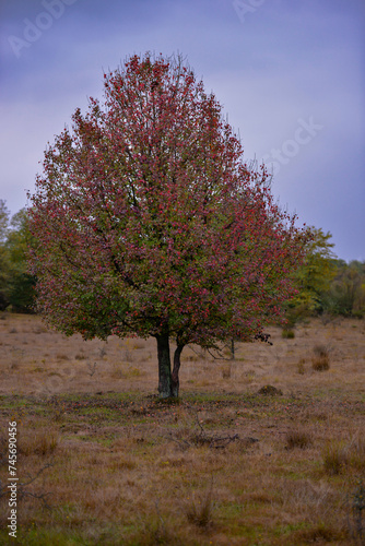 Pyrus communis tree in the wilderness. Colorful wild tree leaves in the autumn on a rainy day