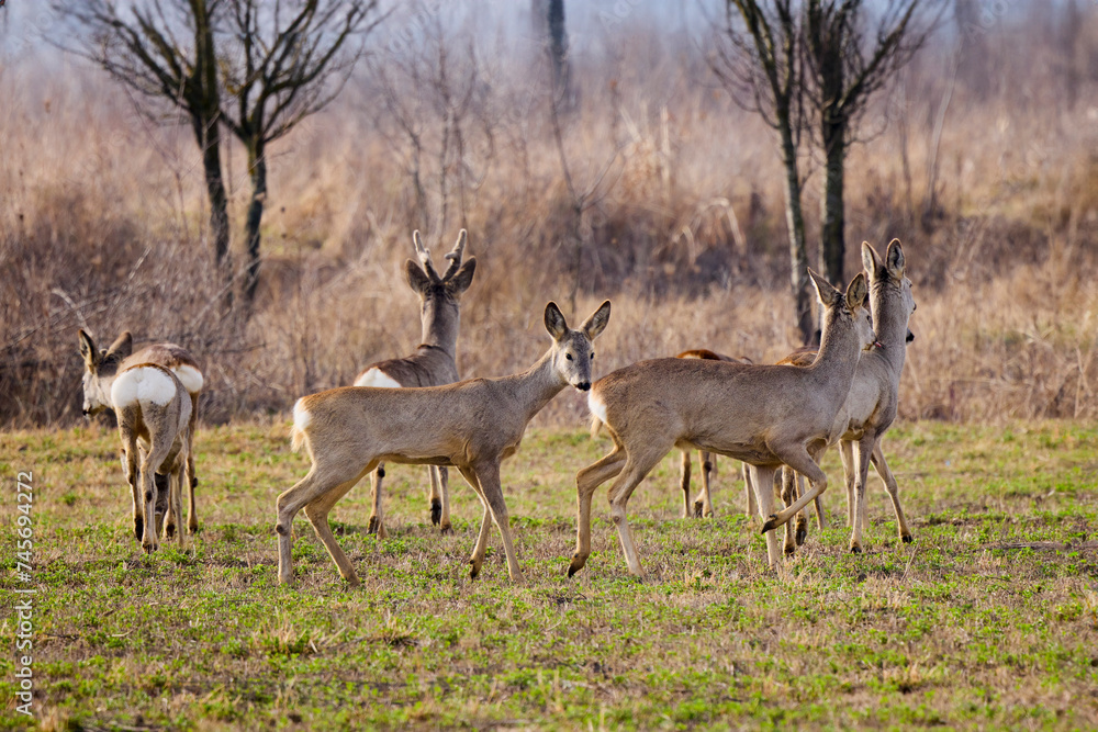 group of deer grazing in a field, at the beginning of spring. group of deer grazing in a field, at the beginning of spring.