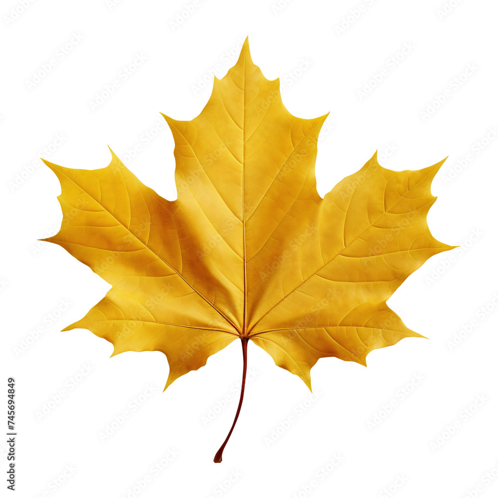 Fototapeta premium Vibrant Yellow Maple Leaf Isolated