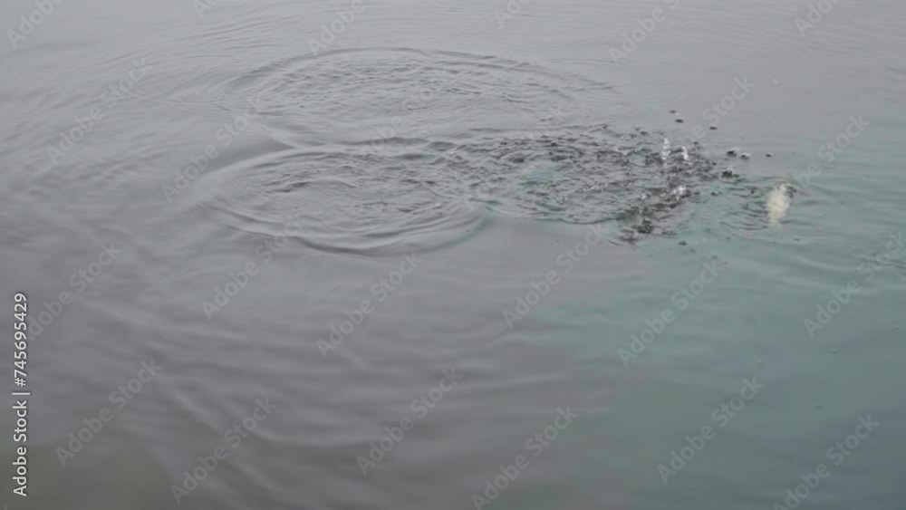 Feeding the fish. Fish jumping to the surface of the water during baiting at the fish farm Feeding the fish. Fish jumping to the surface of the water during baiting at the fish farm