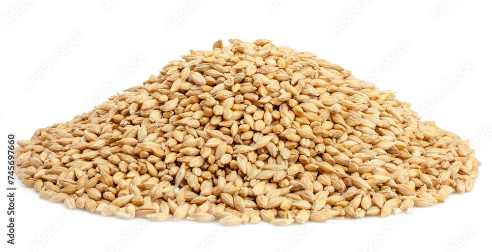 Barley isolated on a white background Barley isolated on a white background