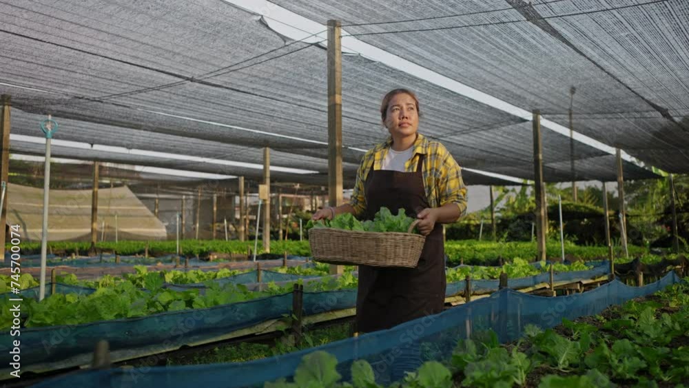 african american family farmer harvesting vegetables from organic farm at greenhouse.Food sustainability,Hydroponics,Organic fresh harvested vegetables,organic vegetable garden,Sustainable agriculture african american family farmer harvesting vegetables from organic farm at greenhouse.Food sustainability,Hydroponics,Organic fresh harvested vegetables,organic vegetable garden,Sustainable agriculture