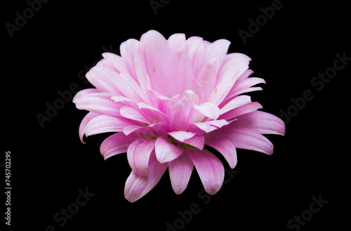 Pink Chrysanthemum flower in Bloom  isolated on black background